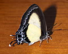 Hypolycaena danis