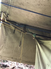 Philothamnus punctatus