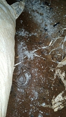 Oligodon taeniolatus