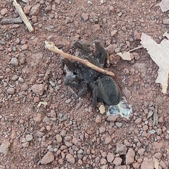 Dugesiella anitahoffmannae