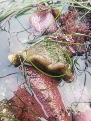 Megastraea undosa