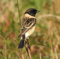 Saxicola maurus