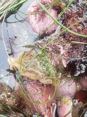 Megastraea undosa