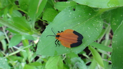 Lycus