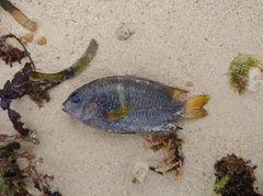 Chrysiptera biocellata