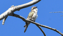 Chrysococcyx basalis