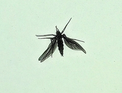 Pterygota