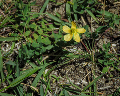 Hypericum gramineum