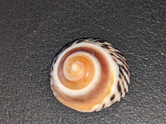 Bembicium nanum