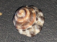 Bembicium auratum