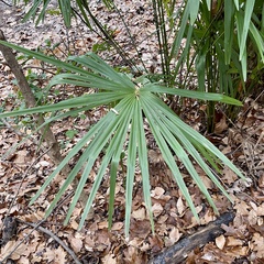 Trachycarpus fortunei