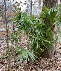 Trachycarpus fortunei