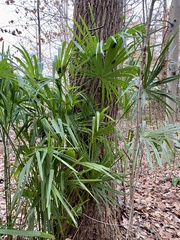 Trachycarpus fortunei