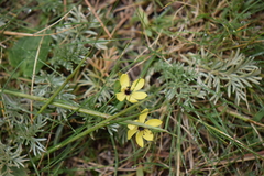 Sisyrinchium conzattii