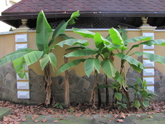 Musa basjoo