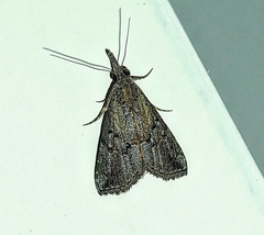Lepidoptera