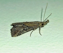 Lepidoptera