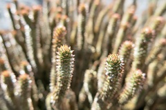 Phlegmariurus brevifolius