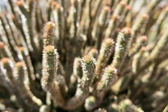 Phlegmariurus brevifolius