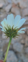 Encelia ravenii