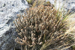 Phlegmariurus brevifolius