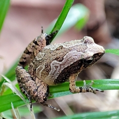 Microhyla mukhlesuri