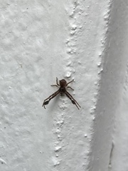 Stephanopis barbipes