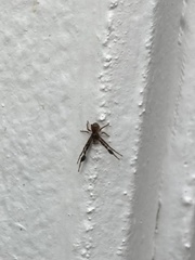 Stephanopis barbipes