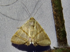 Eulepidotis juncida