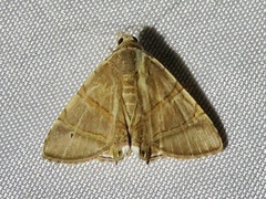 Eulepidotis juncida
