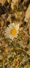 Encelia ravenii