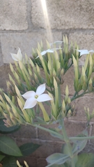 Kalanchoe marmorata
