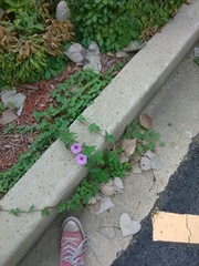 Ipomoea cordatotriloba
