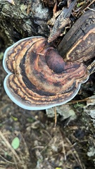 Fomitopsis hemitephra