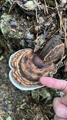 Fomitopsis hemitephra