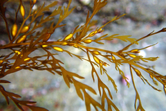 Sargassum horneri
