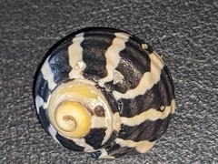 Austrocochlea porcata