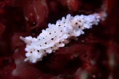 Aegires albopunctatus