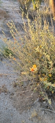 Sphaeralcea ambigua