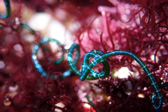 Chaetomorpha spiralis