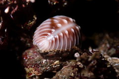 Pusula solandri
