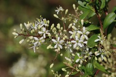 Bursaria spinosa spinosa