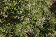 Bursaria spinosa spinosa
