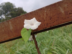 Ipomoea obscura