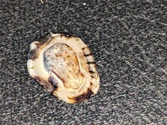 Patelloida latistrigata