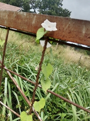 Ipomoea obscura