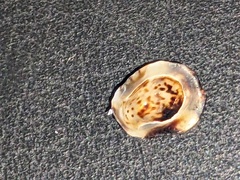 Patelloida latistrigata