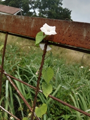 Ipomoea obscura