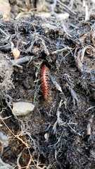 Nearctodesmidae