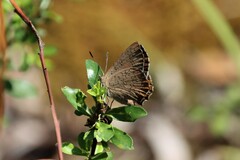 Paralucia pyrodiscus lucida